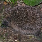 Hedgehog Awareness Week