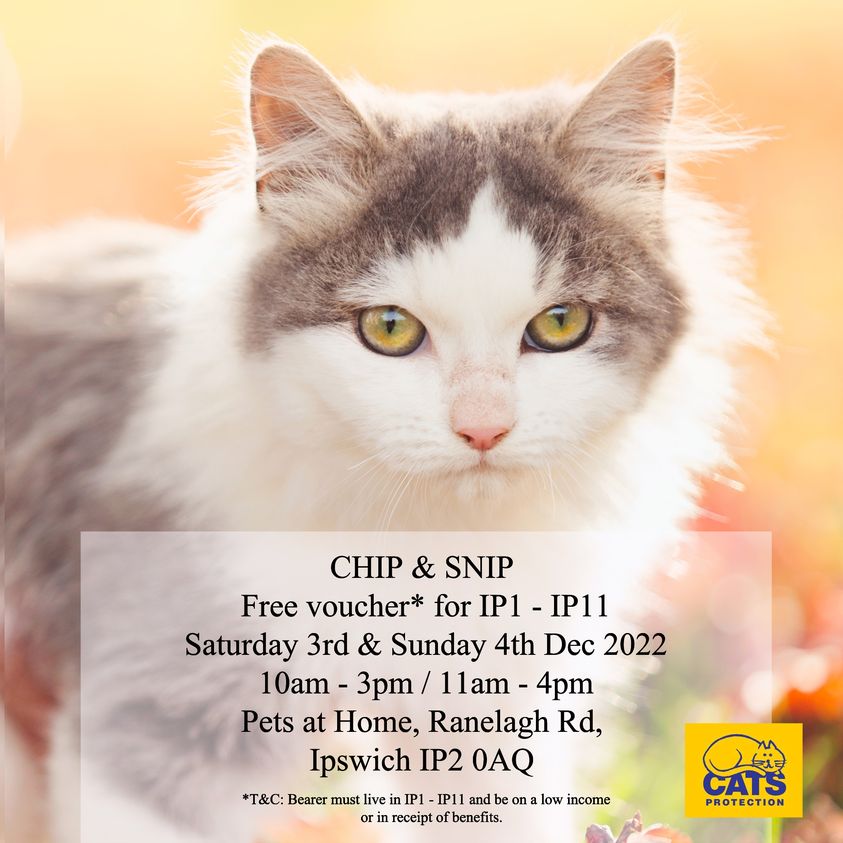 Cats Protection - flyer